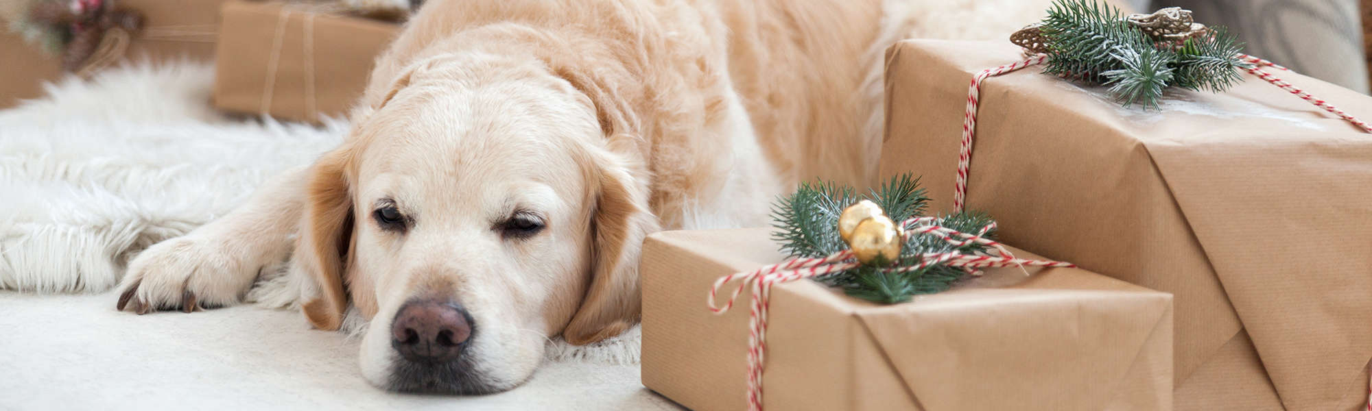 Holiday Season Pet Care Tips