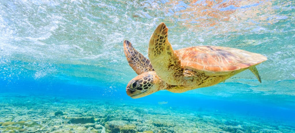 turtle swims near NQ island