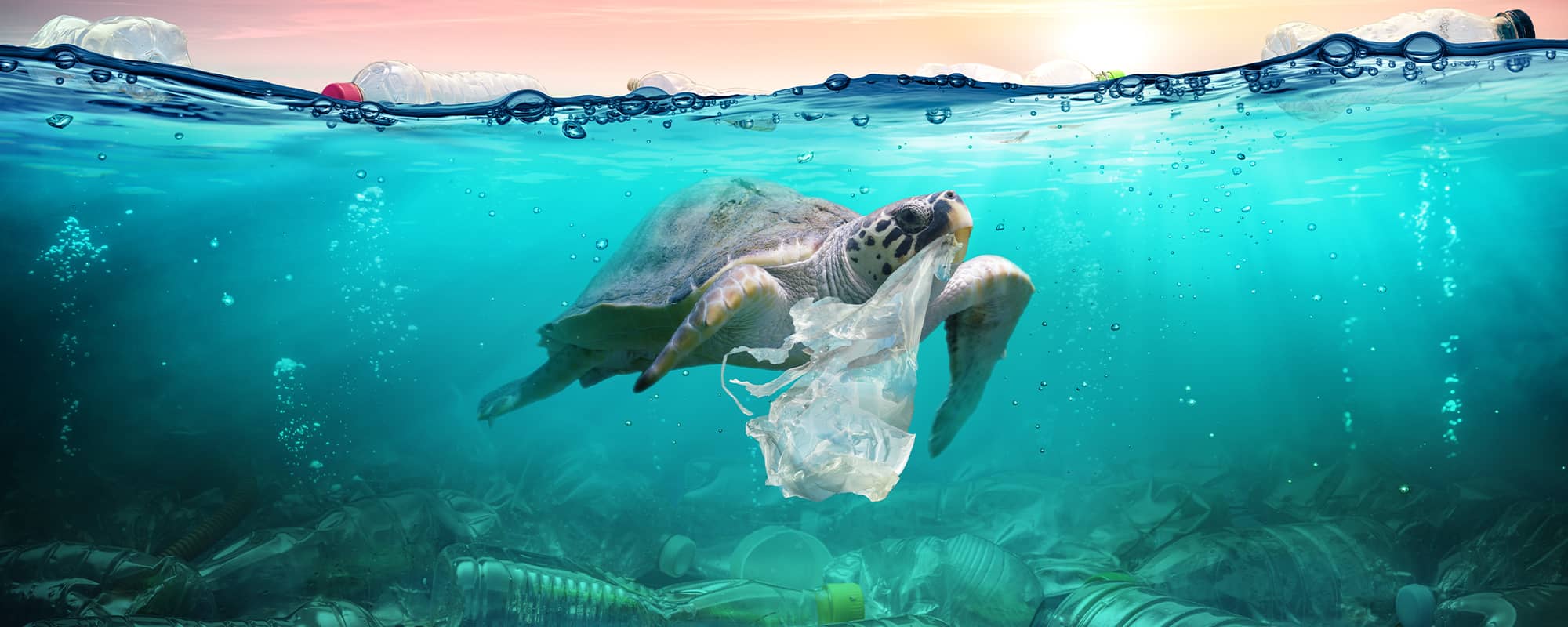 We Are The Solution To Plastic Pollution